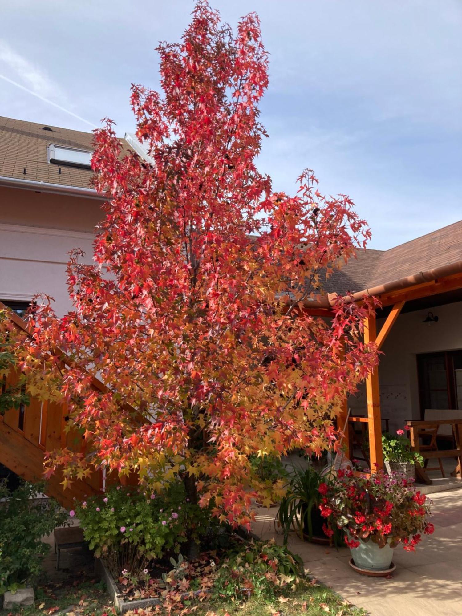 Cicaskacus Vendeghaz Bed & Breakfast Matrafured Exterior photo